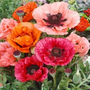Мак многогодишен ориенталски с много едър 20 см цвят - Papaver orientale deluxe mix Мак многогодишен ориенталски с много едър 20 см цвят - Papaver orientale deluxe mix