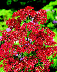 Ахилея червена ароматна многогодишна и лековита билка за сухи градини - Achillea Cassis