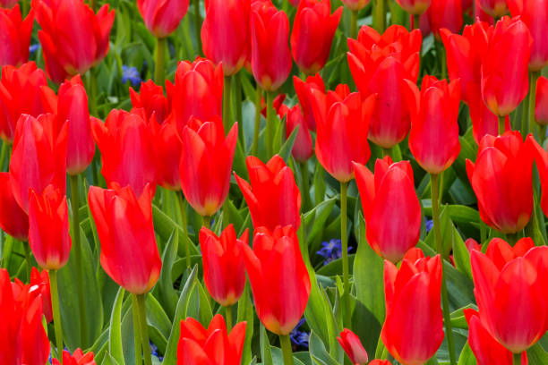 Лале многогодишно не изчезващо Алено бебче - Tulip Scarlet baby 7 - Image 2