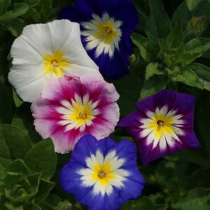 Грамофонче пълзящо трицветно смес цъфти цяло лято - Convolvulus TRICOLOR mix Грамофонче пълзящо трицветно смес цъфти цяло лято - Convolvulus TRICOLOR mix