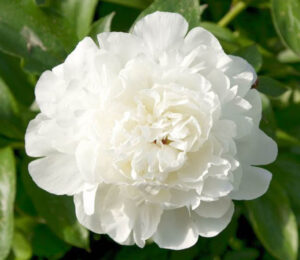 Божур Елза с изцяло кичести бели цветове - Paeonia Elsa Sass Божур Елза с изцяло кичести бели цветове - Paeonia Elsa Sass