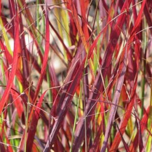 Паникум Сангрия очарователна декоративна трева - Panicum sangria