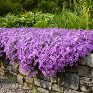 Многогодишен екстравагантен висящ и пълзящ флокс 1 брой саксия - Phlox subulata