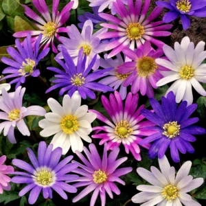 Анемоне не изчезващо почвопокривно за бордюри тераси и алпинеуми - Anemone Blanda mix Анемоне не изчезващо почвопокривно за бордюри тераси и алпинеуми - Anemone Blanda mix