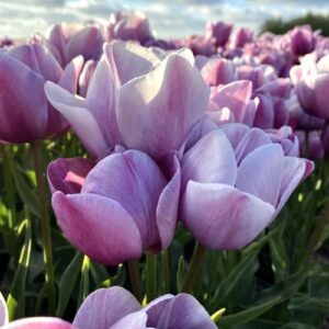 Лале Син рай с лавандулово сини 3-4 цвята на стъбло - Tulip Blue heaven 5 Лале Син рай с лавандулово сини 3-4 цвята на стъбло - Tulip Blue heaven 5