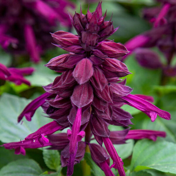 Салвия нетрадиционна по цвят - лилава цъфти цяло лято -Salvia Splendens purple