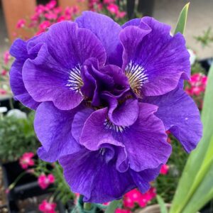Кичест ирис Конкорд с огромни 15 см цветове - Iris Sibirica Concord crush Кичест ирис Конкорд с огромни 15 см цветове - Iris Sibirica Concord crush