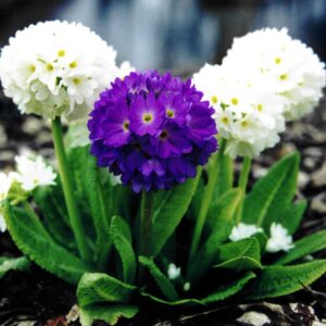 Многогодишна Примула с топчести цветове за сенчести градини - Primula Denticulata mix Многогодишна Примула с топчести цветове за сенчести градини - Primula Denticulata mix