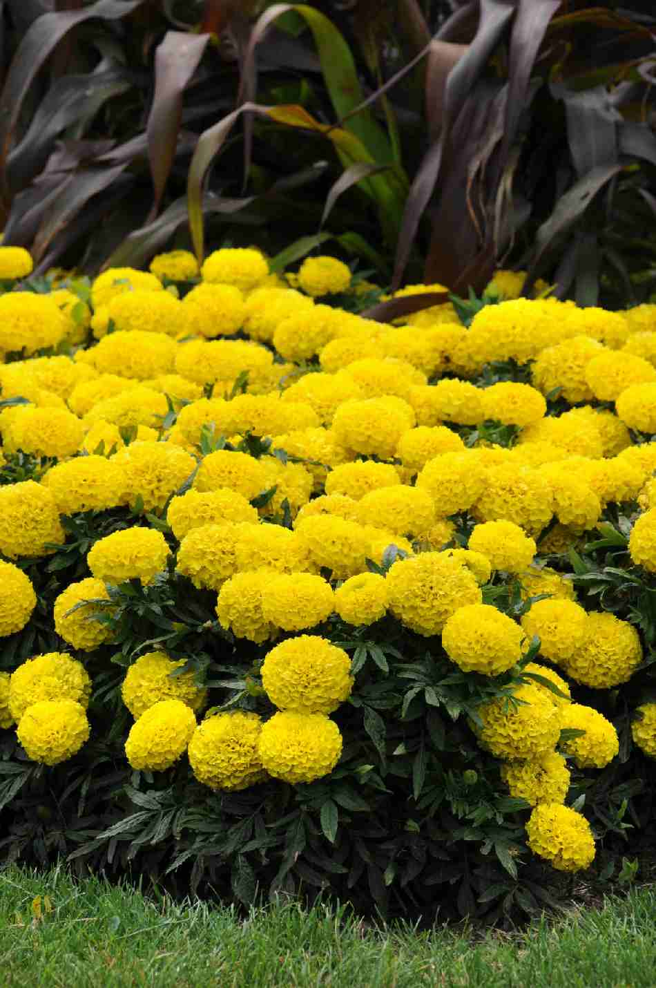 Тагетес Тайшан жълт 12 см цвят 50 броя семена - Tagetes Taishan yellow - Image 3