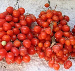 Чери домат кралят на доматеното пюре и сорт за сушене 300 семена - Tomato Principe Borgese Чери домат кралят на доматеното пюре и сорт за сушене 300 семена - Tomato Principe Borgese