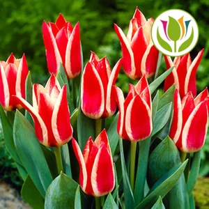 Лале не изчезва през годините  в червено с бяла вътрешна част - Tulips Willem van den Akker