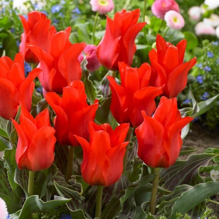 Лале многогодишно не изчезващо Алено бебче - Tulip Scarlet baby 7