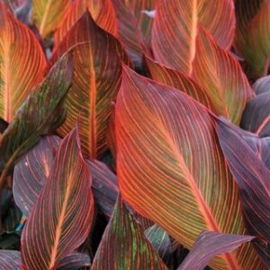 Уникална кана с листа на червени, лилави и зелени райета - Canna variegated foliage red stripe