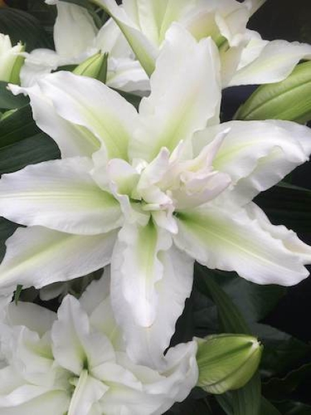 Кичест лилиум прекрасният лотос в снежно бяло - Lilium Lotus beauty