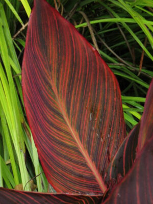Уникална кана с листа на червени, лилави и зелени райета - Canna variegated foliage red stripe