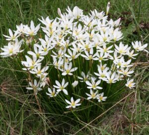 Зефирантес елегантен бял ароматен за слънчеви тераси - Zephyranthes candida