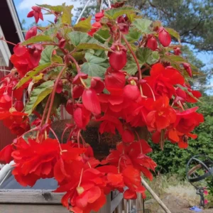 Бегония висяща с едър червен цвят - Begonia pendula red