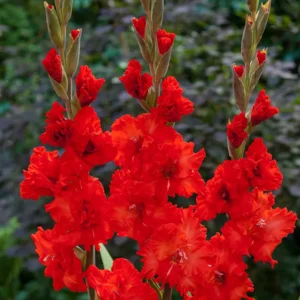 Гладиол Подпалвачка къдрав в огнено червено - Gladiolus Firecracker