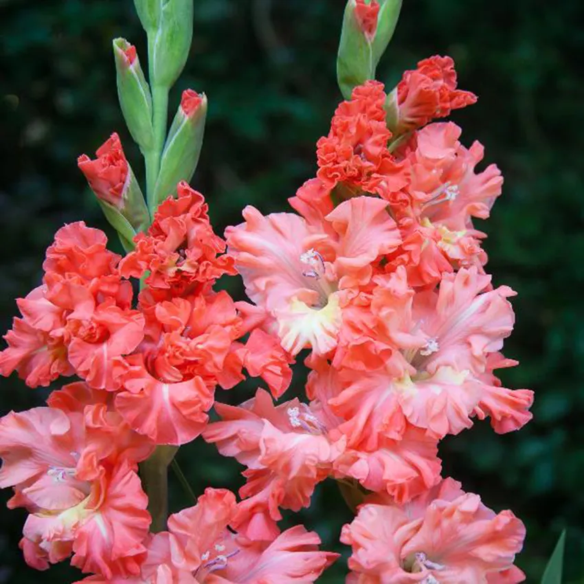 Гладиол Рик къдрав в цвят сьомга - Gladiolus Rick's frizzle