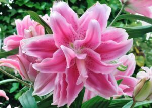 Лилиум кичест розов елегантен Лотус - Lilium lotus elegance