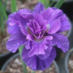 Ирис кичест не изчезващ и саморазмножаващ се с цвят на роза - Iris Pink Parfait