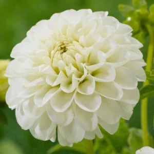Далия с бял овален цвят за сватбени букети - Dahlia White aster