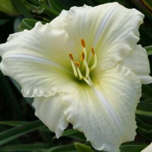 Хемерокалис Джоан с рядко срещан бял едър цвят - Hemerocallis Joan Senior