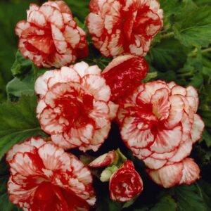 Бегония Баба Марта с кичести цветове - Begonia Marmorata