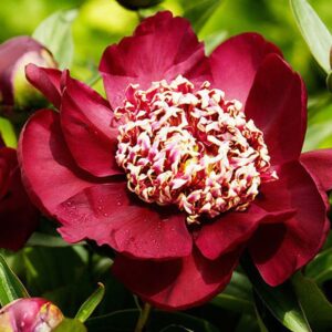 Божур красотата на Нипон с нестандартен червен цвят - Paeonia Nippon beauty