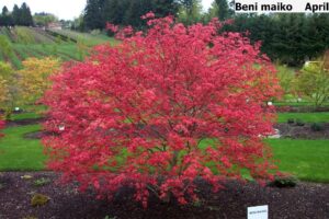 Вкоренен разсад за най-красивият зимоустойчив вечнозелен храст японски клен - Acer Palmatum red