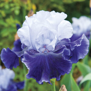 Ирис Кларанс в лилаво бяло изобилно цъфтящ - Iris Clarence