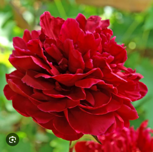 Божур Дамата в червено - Paeonia officinalis Lady in red