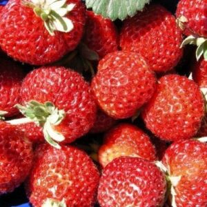 Най-вкусната ароматна и сладка ягода Мице Шиндлер старинна ранна - Fragaria x ananassa Mieze Schindler