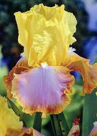 Ирис многогодишен ароматен прави туфа и се саморазмножава - Iris Mustard