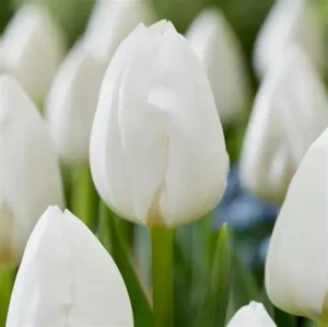 Лале класическо бяло Кралска девственица - Tulip Royal virgin