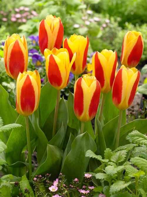 Лале не изчезващо и саморазмножаващо се Джузепе Верди - Tulip Giuseppe Verdi - Image 4