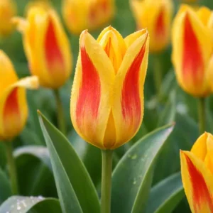 Лале не изчезващо и саморазмножаващо се Джузепе Верди - Tulip Giuseppe Verdi Лале не изчезващо и саморазмножаващо се Джузепе Верди - Tulip Giuseppe Verdi