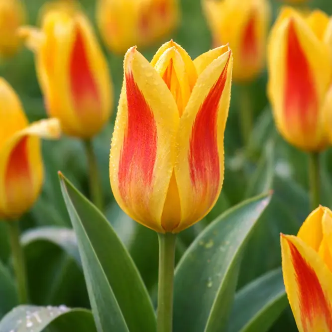 Лале не изчезващо и саморазмножаващо се Джузепе Верди - Tulip Giuseppe Verdi