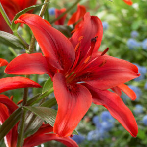 Лилиум ароматен с вълнисти цветове Червена светкавица - Lilium oriental Red flash Лилиум ароматен с вълнисти цветове Червена светкавица - Lilium oriental Red flash