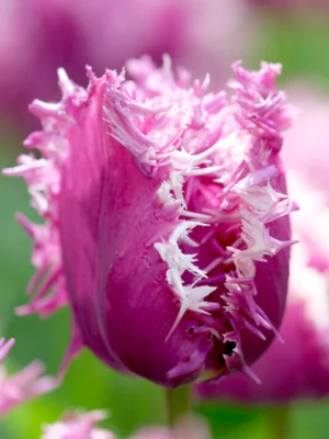 Едно от най-красивите създадени синьо лилаво ресничесто лале - Tulip Cummins fringed Едно от най-красивите създадени синьо лилаво ресничесто лале - Tulip Cummins fringed