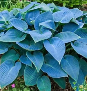 Най-устойчивата на голи охлюви Хоста Бронирана - Hosta Bulletproof Най-устойчивата на голи охлюви Хоста Бронирана - Hosta Bulletproof
