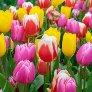 Лале триумф смес с дълъг живот в градината - Tulip triumph mix Лале триумф смес с дълъг живот в градината - Tulip triumph mix