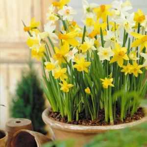 Нарцис смес с ароматни цветове не изчезва през годините - Narcissus botanical mix
