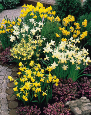 Нарцис смес с ароматни цветове не изчезва през годините - Narcissus botanical mix