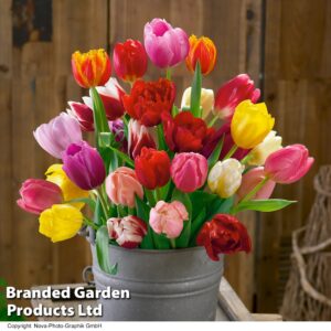 Лале триумф смес с дълъг живот в градината - Tulip triumph mix Лале триумф смес с дълъг живот в градината - Tulip triumph mix