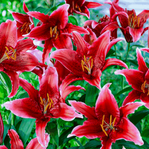 Лилиум ароматен с вълнисти цветове Червена светкавица - Lilium oriental Red flash Лилиум ароматен с вълнисти цветове Червена светкавица - Lilium oriental Red flash
