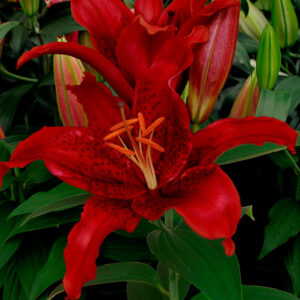 Лилиум ароматен с вълнисти цветове Червена светкавица - Lilium oriental Red flash Лилиум ароматен с вълнисти цветове Червена светкавица - Lilium oriental Red flash