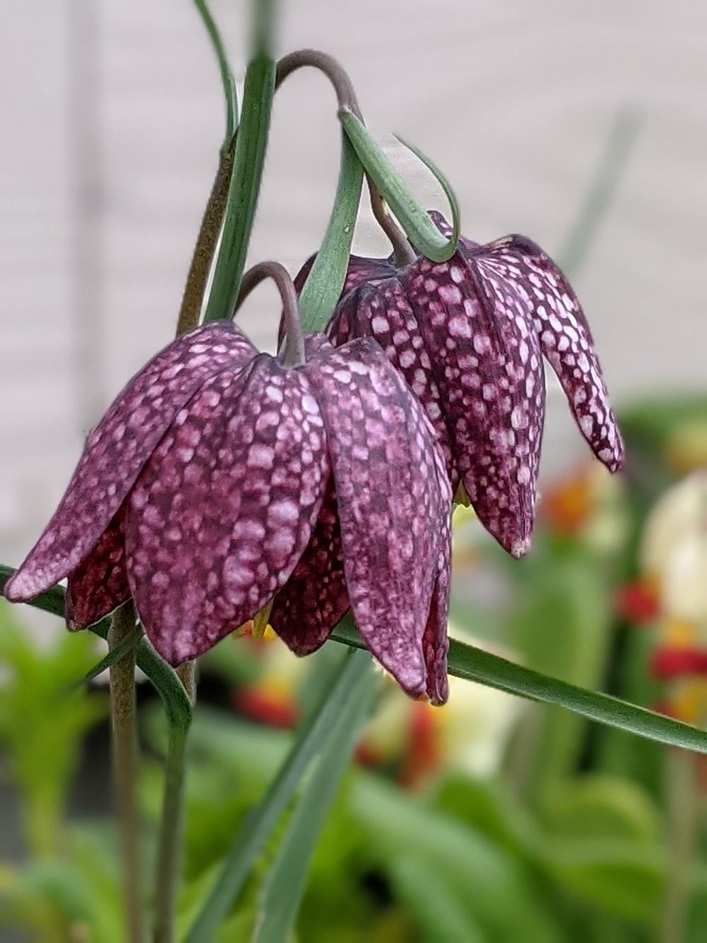 Фритилария зимоустойчива тигрова саморазмножаваща се за сянка - Fritillaria meleagris mix