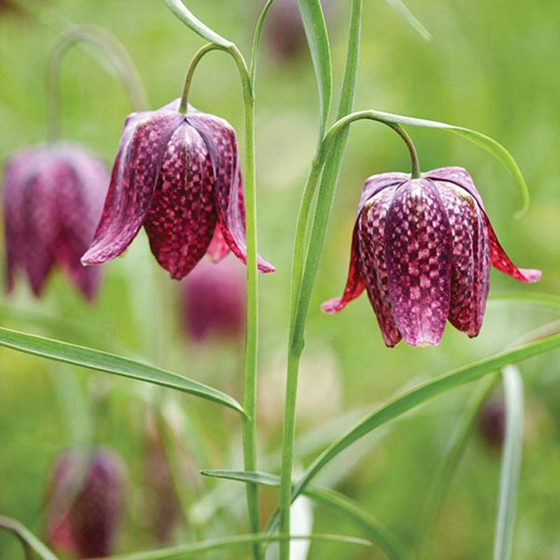 Фритилария зимоустойчива тигрова саморазмножаваща се за сянка - Fritillaria meleagris mix - Image 5