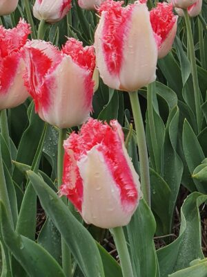 Лале ресничесто Сладката Симон бяло с розово - Tulip Sweet Simone Лале ресничесто Сладката Симон бяло с розово - Tulip Sweet Simone